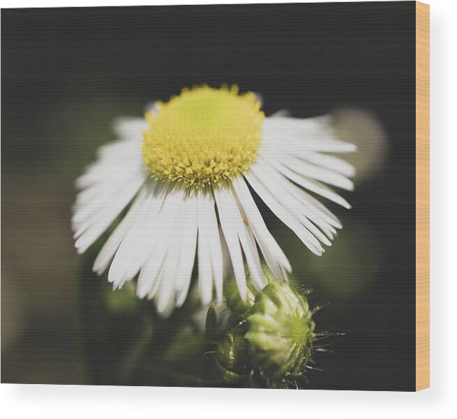 Philadelphicus Wood Print featuring the photograph Philadelphicus Fleabane Macro by Jason Fink