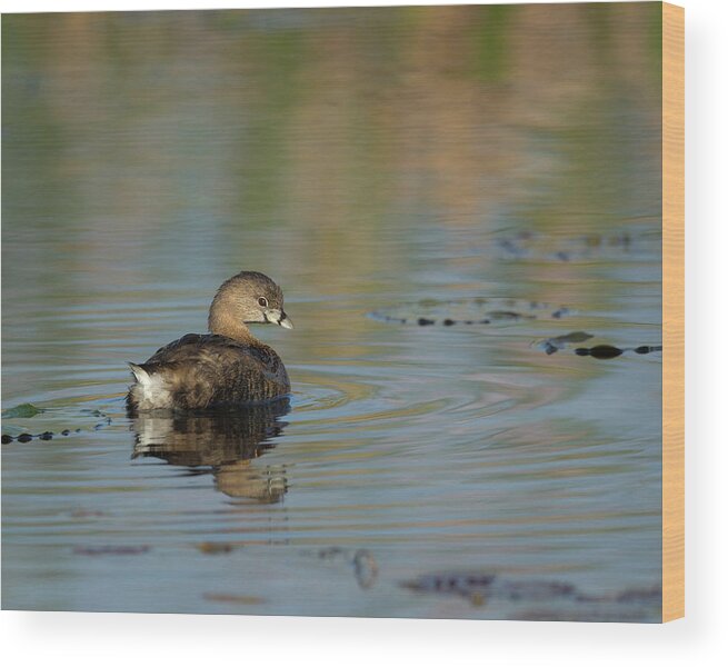 Florida Birds Wood Print featuring the photograph Pied-billed Grebe by Maresa Pryor-Luzier