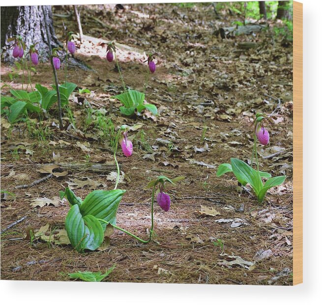 Pink Lady's Slippers Wood Print featuring the photograph Pink lady's slippers by Monika Salvan