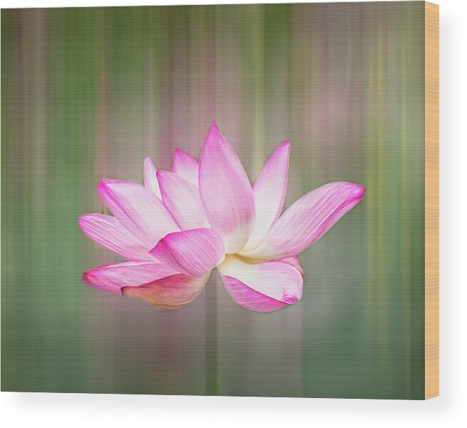 Lotus Wood Print featuring the photograph Pink Lotus Flower by Elvira Peretsman