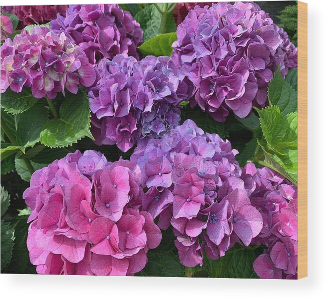 Flowers Wood Print featuring the photograph Pink n Purple by Lee Darnell