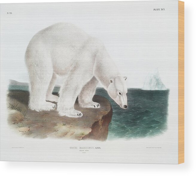 American Animals Wood Print featuring the mixed media Polar Bear John Woodhouse Audubon by World Art Collective