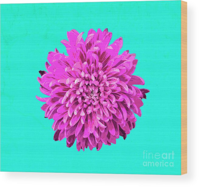 Popart Wood Print featuring the photograph PopART Chrysanthemum-Pink by Renee Spade Photography