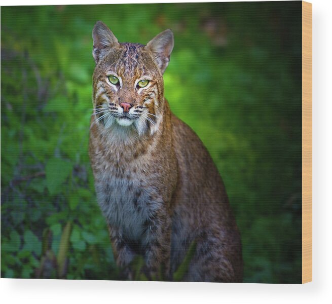 Bobcat Wood Print featuring the photograph Portrait of a Lady by Mark Andrew Thomas