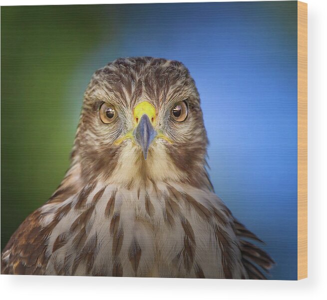 Red Shouldered Hawk Wood Print featuring the photograph Portrait of a Raptor by Mark Andrew Thomas