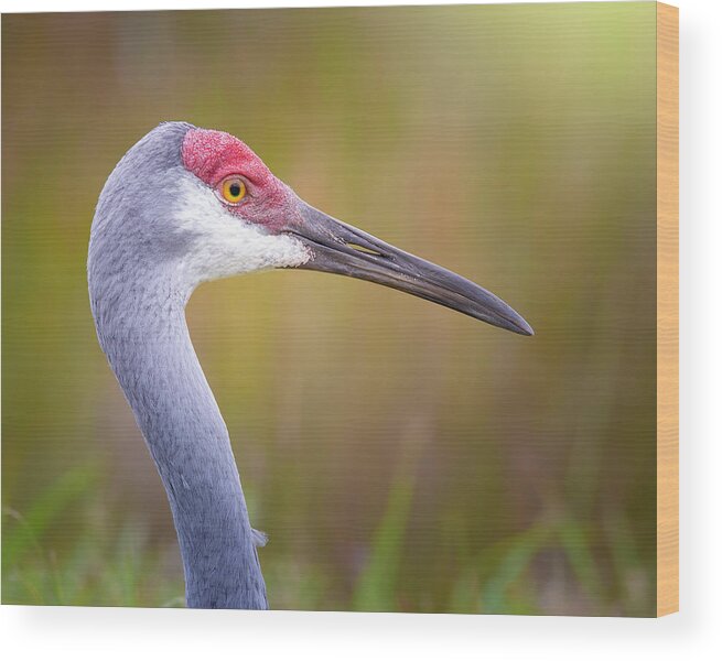 Sandhill Crane Wood Print featuring the photograph Portrait of a Sandhill Crane by Mark Andrew Thomas