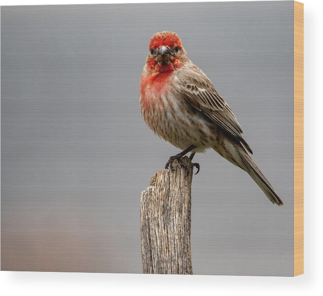 Bird Wood Print featuring the photograph Posing Finch by Cathy Kovarik
