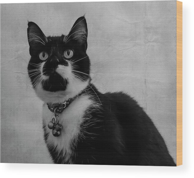 Cat Wood Print featuring the photograph Pretty Kitty by Cathy Kovarik