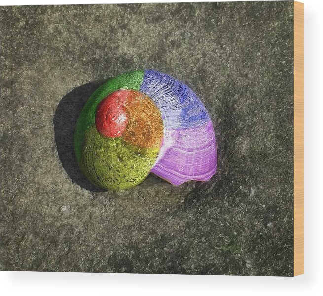 Pride Wood Print featuring the photograph Pride Shell by Matthew Adelman