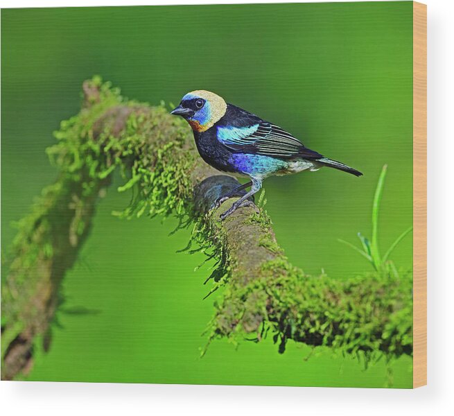 Golden-hooded Tanager Wood Print featuring the photograph Prospector by Tony Beck