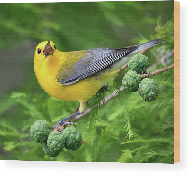  Wood Print featuring the photograph Prothonotary Warbler Singing by Jim Miller