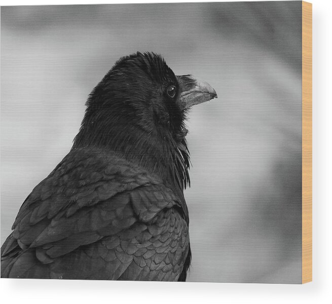 Raven Wood Print featuring the photograph Raven Portrait in Black and White by Mary Hone