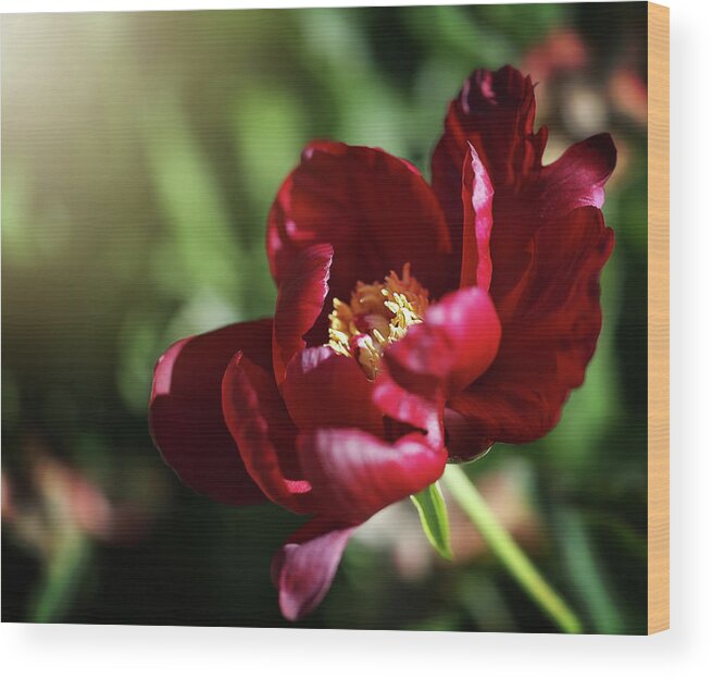  Wood Print featuring the photograph Red Bloomer by Nicole Engstrom