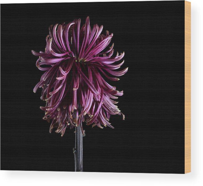 Chrysanthemum Wood Print featuring the photograph Red Chrysanthemum Flower, Series 2, Part 2, Image 05 by Nailia Schwarz