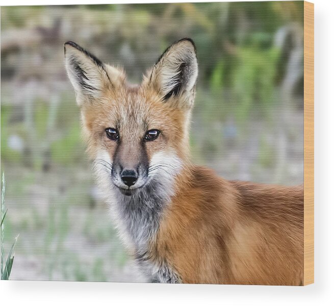 Red Fox Wood Print featuring the photograph Red Fox Portrait by Dawn Key