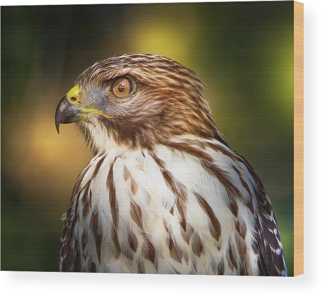 Red Shouldered Hawk Wood Print featuring the photograph Red Shouldered Hawk Close Up by Mark Andrew Thomas