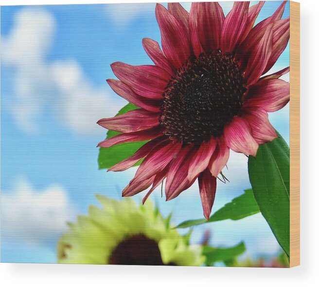 Sunflower Wood Print featuring the photograph Red Sunflower by Mike Reilly