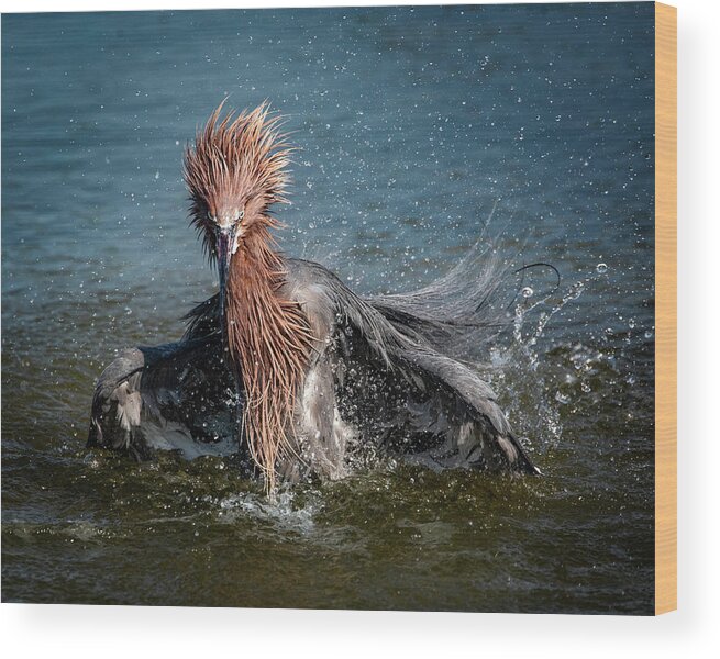 Bathtime Wood Print featuring the photograph Reddish Egret Bathtime by Jaki Miller