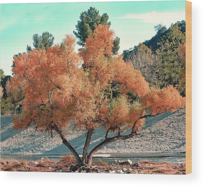 Tree Wood Print featuring the photograph River Island Tree by Andrew Lawrence