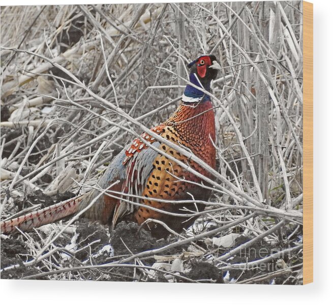 Rooster Delight Wood Print featuring the photograph Rooster Delight by Kathy M Krause