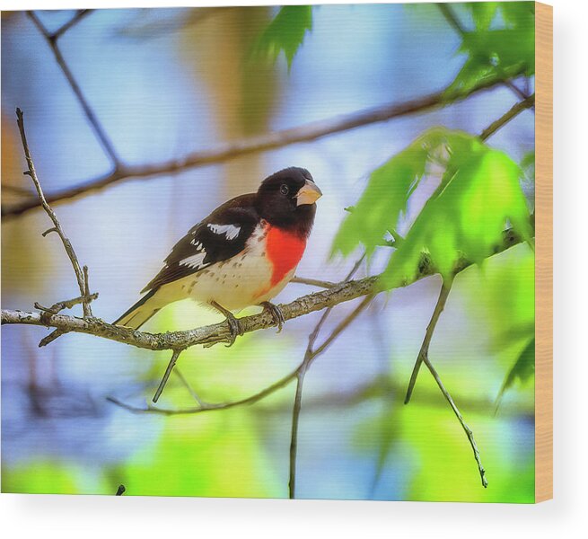 Birds Wood Print featuring the photograph Rose-breasted Grosbeak by Al Mueller