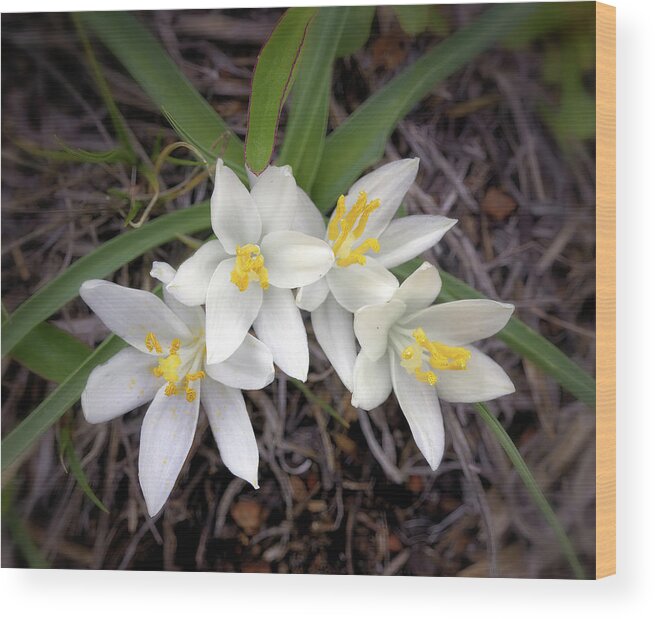 Sand Lilies Wood Print featuring the photograph Sand Lilies by Bob Falcone