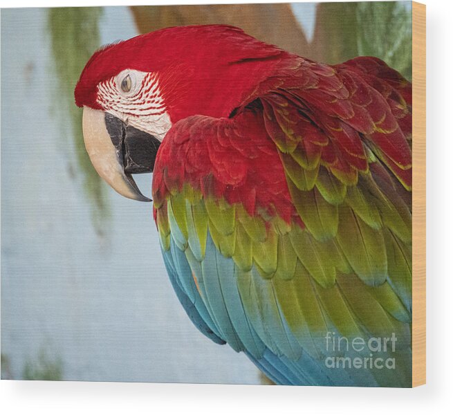 Scarlet Macaw Wood Print featuring the photograph Scarlet Macaw at the Sarasota Jungle Gardens 2 by L Bosco