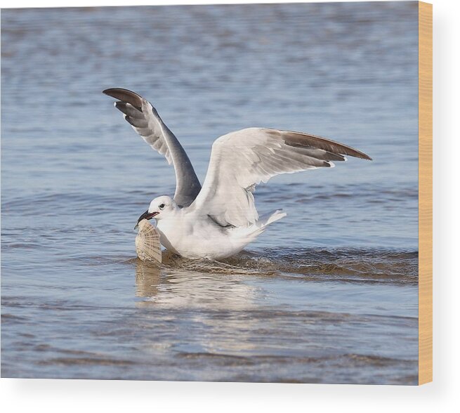 Seagull Wood Print featuring the photograph Seagull and Its Catch by Mingming Jiang