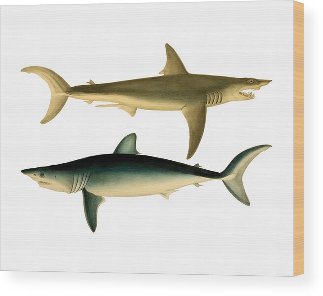 Shark Wood Print featuring the digital art Sharks by Madame Memento