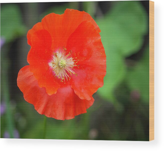 Shirley Poppy Wood Print featuring the photograph Shirley Poppy 2022-1 by Thomas Young