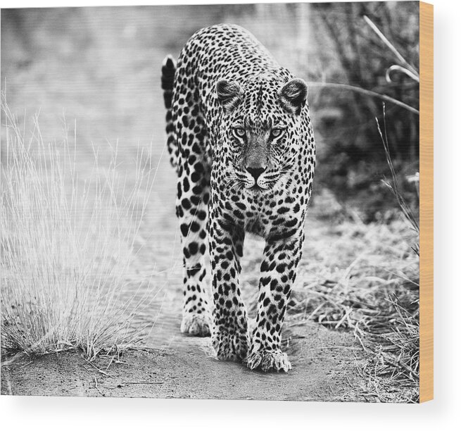 Animals Wood Print featuring the photograph Silent Hunter by Stefan Knauer