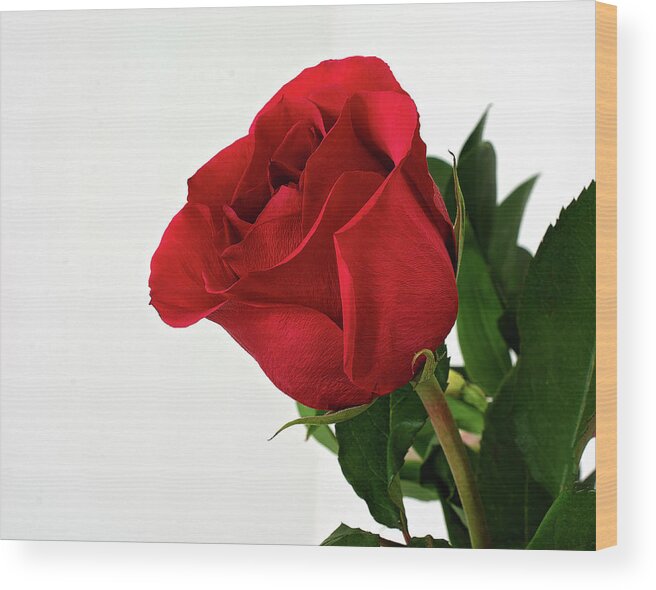 Single Red Rose Wall Art Wood Print featuring the photograph Single Red Rose by Gwen Gibson
