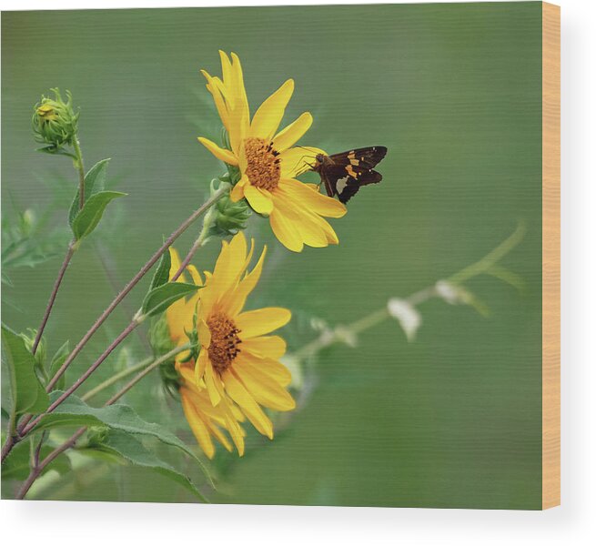Sunflower Wood Print featuring the photograph Skipper on Yellow Flowers by Mindy Musick King