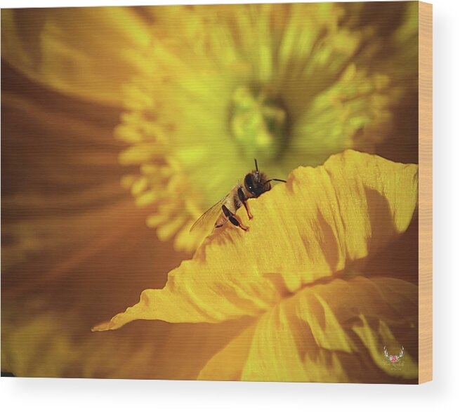 Yellow Wood Print featuring the photograph Sleeping Bee by Pam Rendall