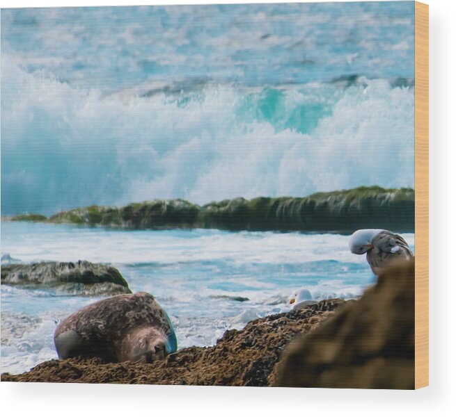 Sea-side Sleeping Seal Wood Print featuring the photograph Sea-side Sleeping Seal by Christina McGoran