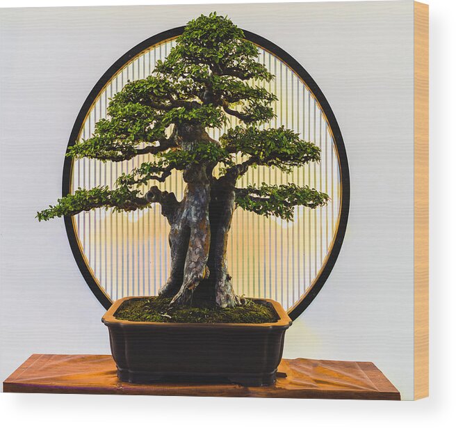 Chinese Culture Wood Print featuring the photograph Small green bonsai tree by Liyao Xie
