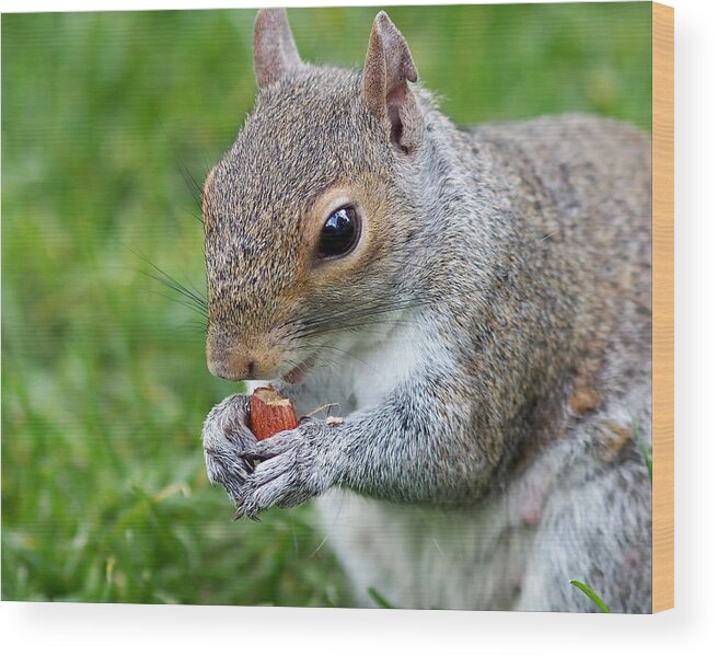 Squirrel Wood Print featuring the photograph Snack Break for Squirrel by Rona Black