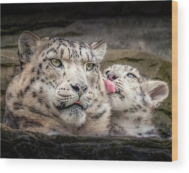 Snow Leopard Wood Print featuring the photograph SnowLeopardLove by Chris Boulton