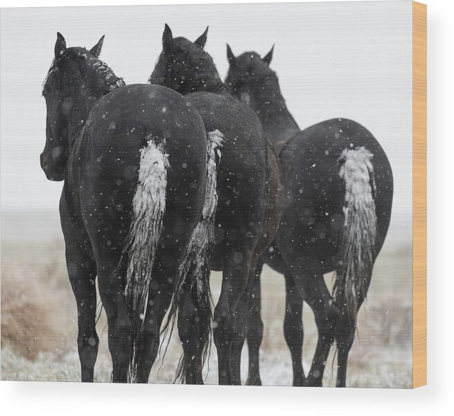 Wild Horses Wood Print featuring the photograph Snowy Butts 2 by Mary Hone