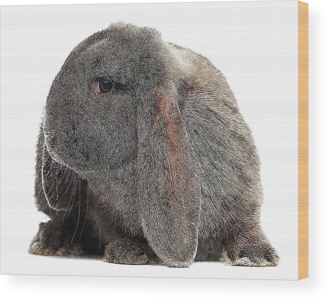 Black Wood Print featuring the painting So darn cute, French Lop Rabbit by Custom Pet Portrait Art Studio