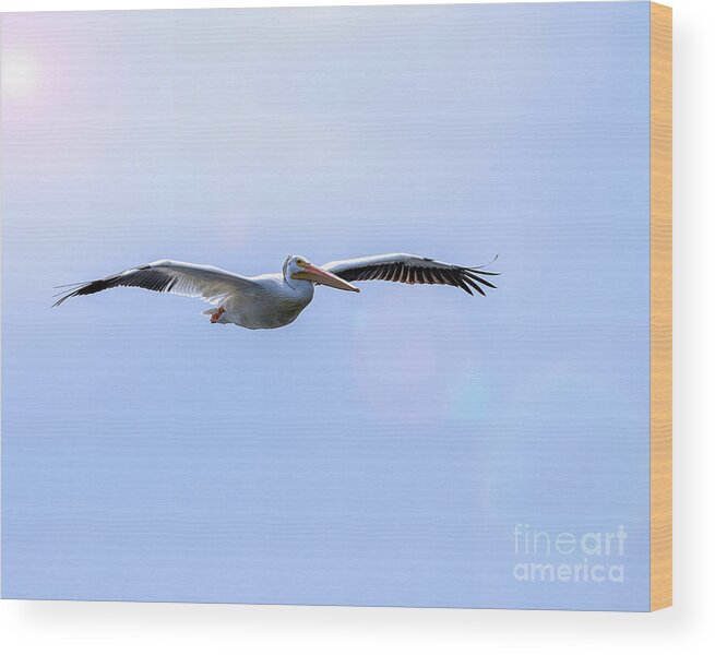 Pelican Wood Print featuring the photograph Soaring Pelican by Shirley Dutchkowski