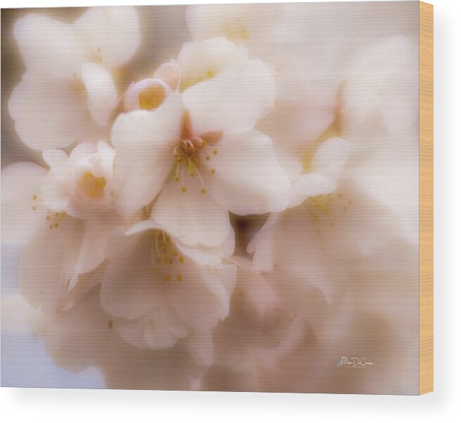 Pastel Wood Print featuring the photograph Soft Blossoms by Pam DeCamp