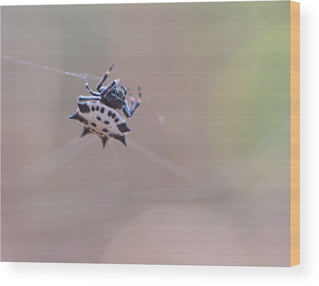 Spider Wood Print featuring the photograph Spider Macro by Karen Rispin