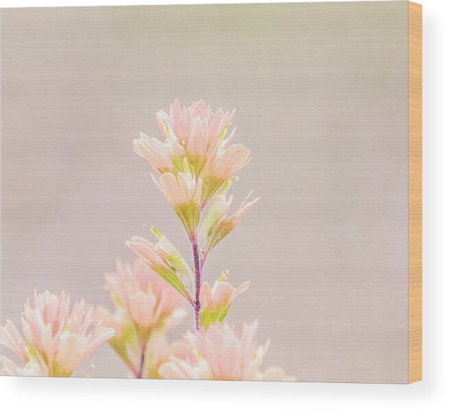 Spring Wood Print featuring the photograph Spring Palette by Holly Ross