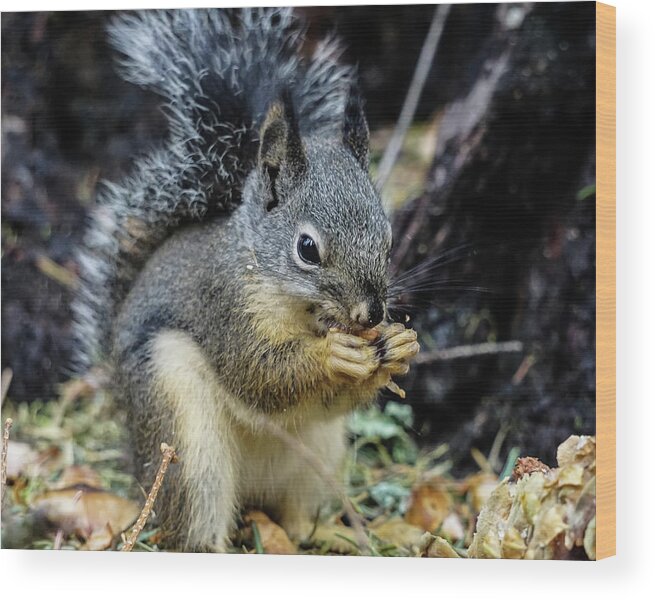 Douglas Squirrel Wood Print featuring the photograph Douglas Squirrel by Brett Harvey