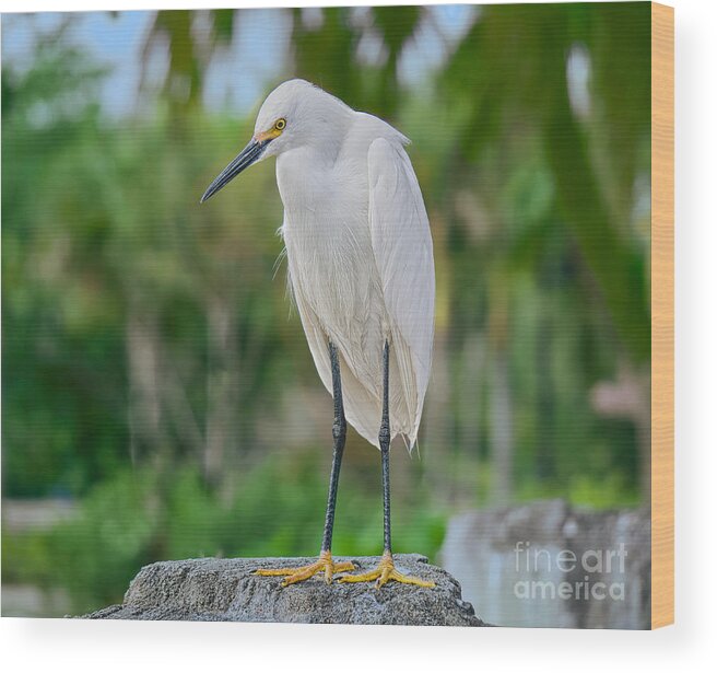 Everglades Birds Wood Print featuring the photograph Stand'n Tall by Judy Kay