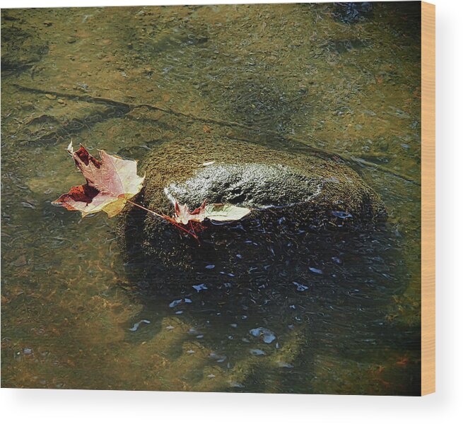 Leaves Wood Print featuring the photograph Stuck on a Rock by Scott Olsen