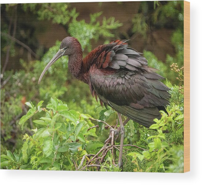 Glossy Ibis Wood Print featuring the photograph Summer Glossy Ibis by Kristia Adams