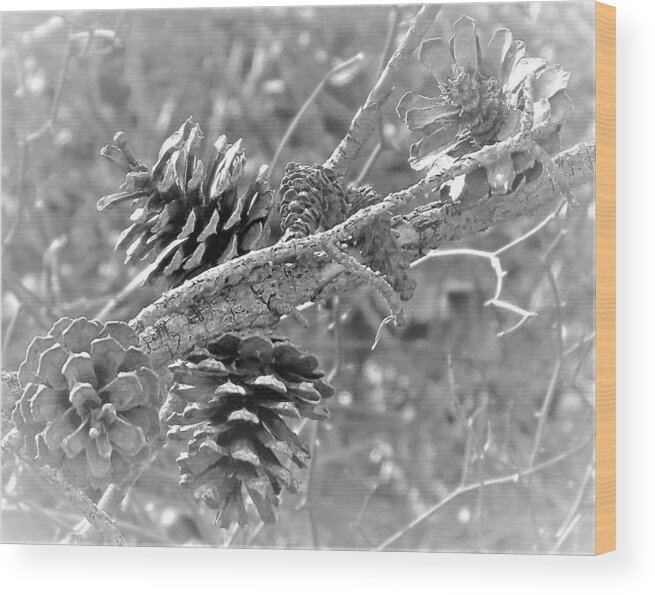 Pine Cones Wood Print featuring the photograph Sun-bleached Pine Cones by Linda Stern