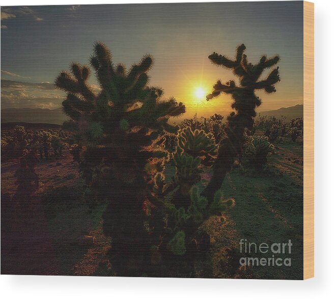 Cholla Garden Wood Print featuring the photograph Sunburst over Chollas by Izet Kapetanovic